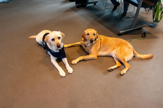  Heidi, Yale’s Service Dog (left) and Valor, DAY member Cindy Greenspun’s hearing dog (right). 